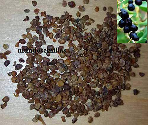 Goji Nero - Lycium Ruthenicum - 500 Seeds Seeds - frutta commestibile