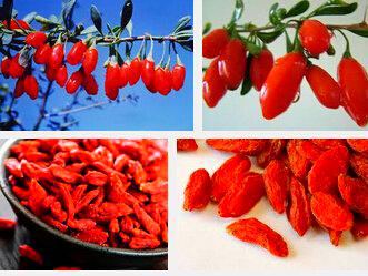 100 Organic HIMALAYAN TIBETANO bacca di goji frutta wolfberry Bush Lycium Barbabarum semi Seed