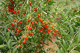 Potseed Germinazione I Semi: 500 !! Goji Berry - (Wolfberry